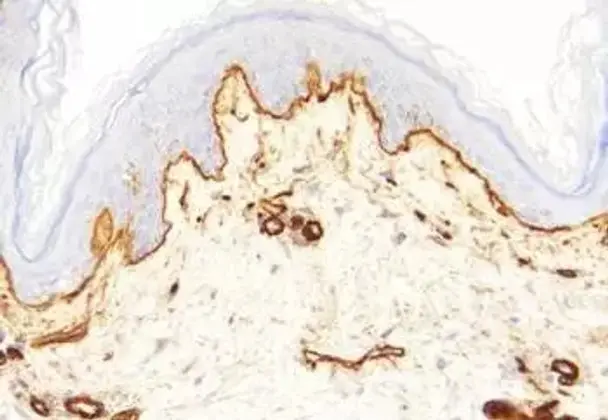 Cathepsin S inhibitor - 10mM (in 1 mL DMSO)